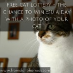 Free Cat Lottery – your chance to win £10 per day
